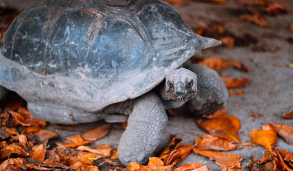Aldabra Giant Turtle on La Digue Island, Seychelles.