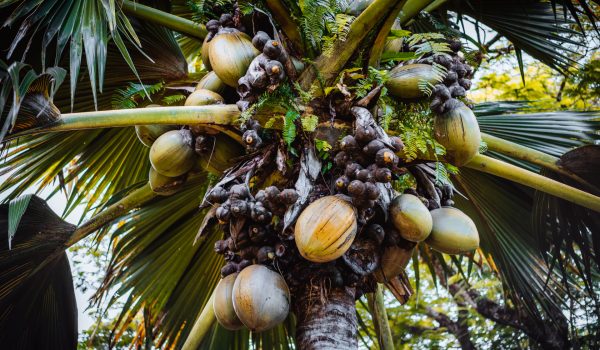 Close up of Lodoicea known as the coco de mer or double coconut. It is endemic to the islands of Praslin and Curieuse in the Seychelles.