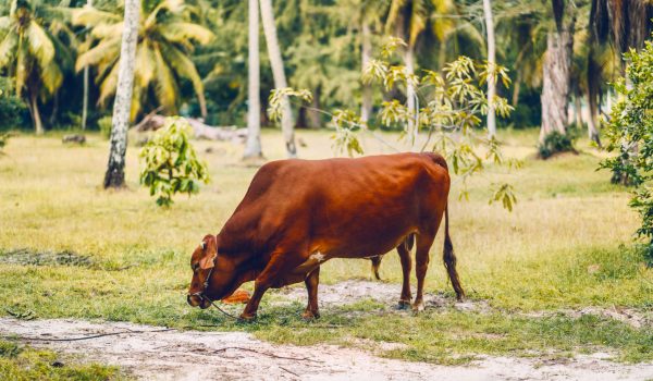 Grazing cattle bull on exotic and tropical La Digue island at Seychelles.
